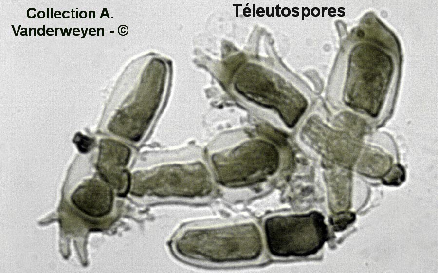 Puccinia coronata