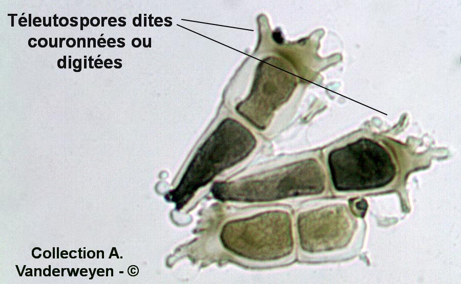 Puccinia coronata