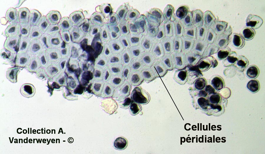 Puccinia coronata