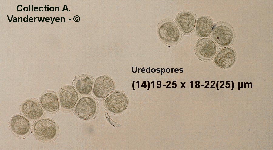 Puccinia coronata