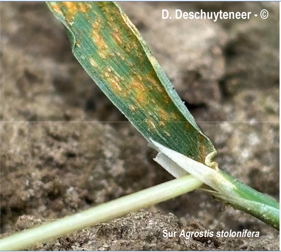 Puccinia coronata
