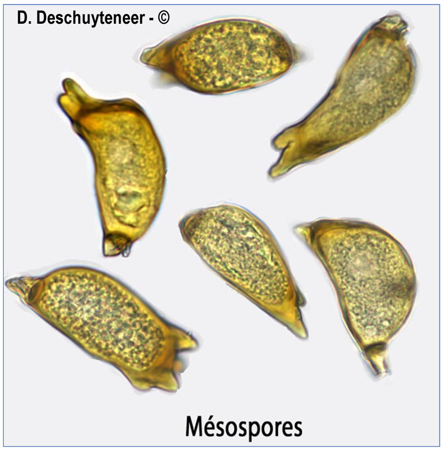 Puccinia coronata
