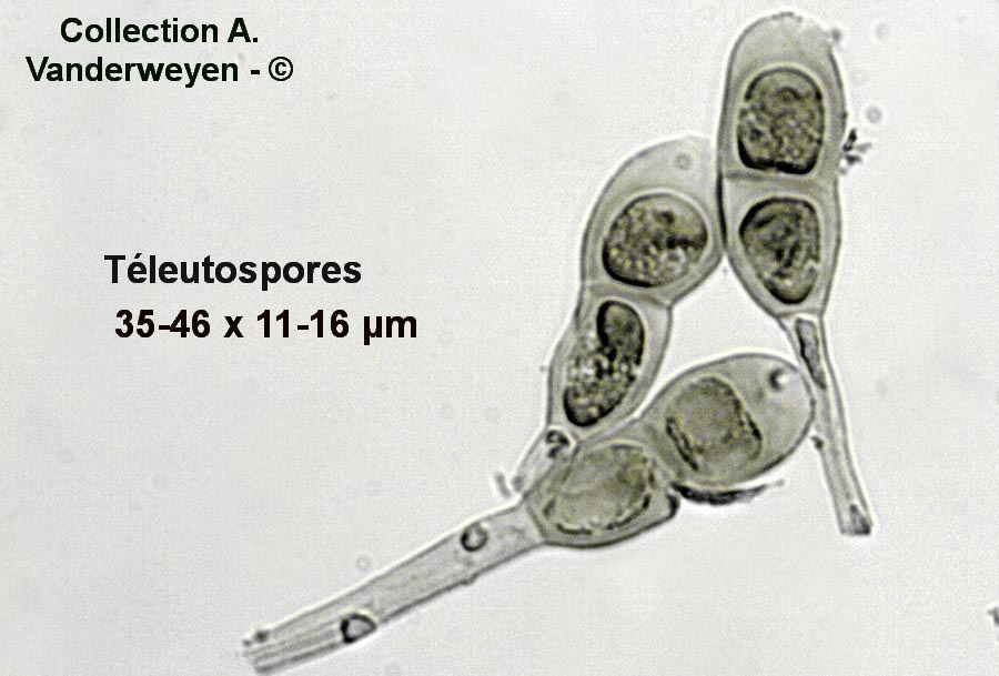 Puccinia corrigiolae