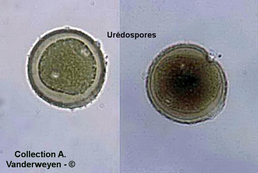 Puccinia crepidicola