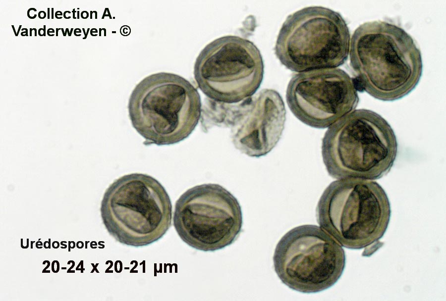 Puccinia crepidis