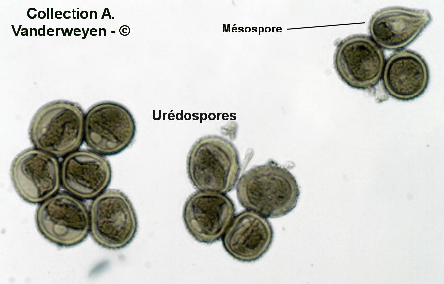 Puccinia crepidis