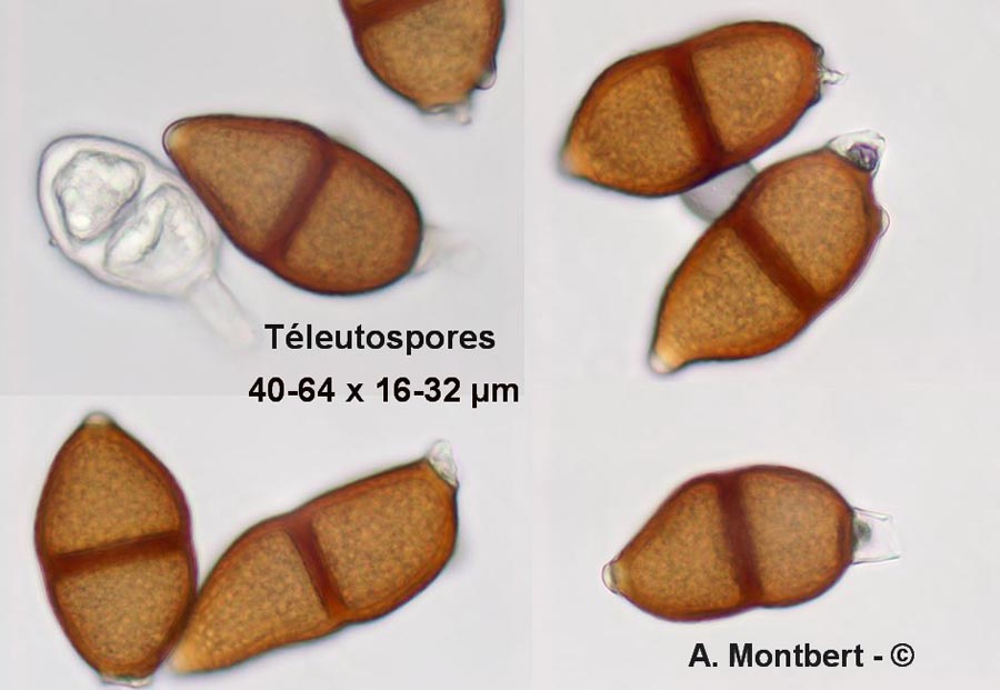 Puccinia cribrata