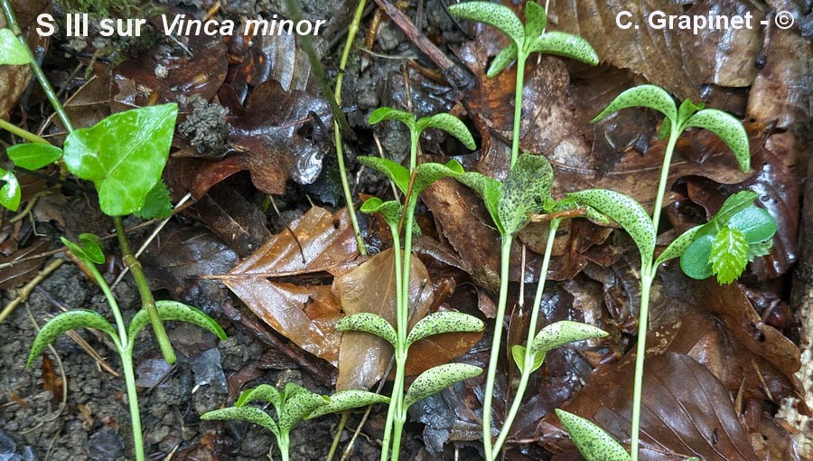 Puccinia cribrata