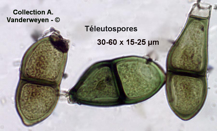 Puccinia croci