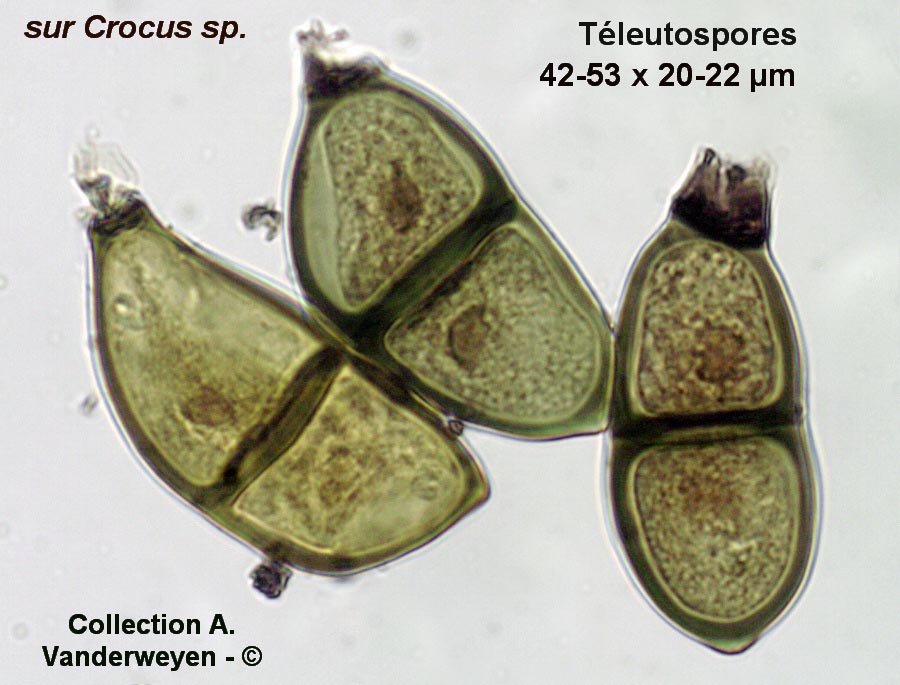 Puccinia croci