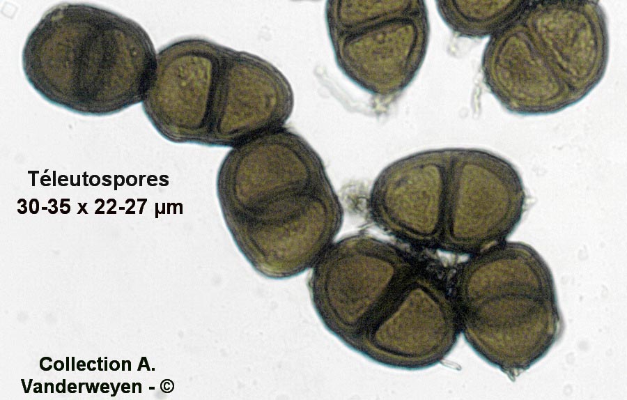 Puccinia cyani