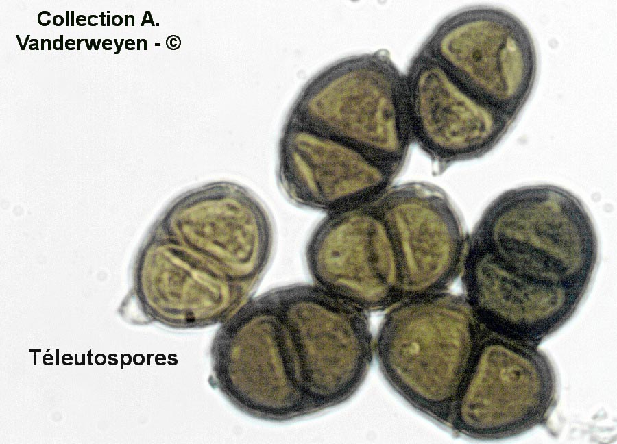 Puccinia cyani