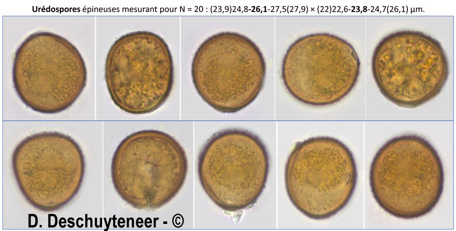 Puccinia cyani