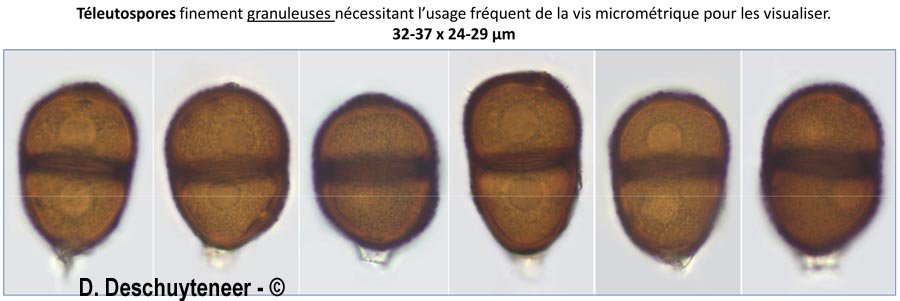 Puccinia cyani