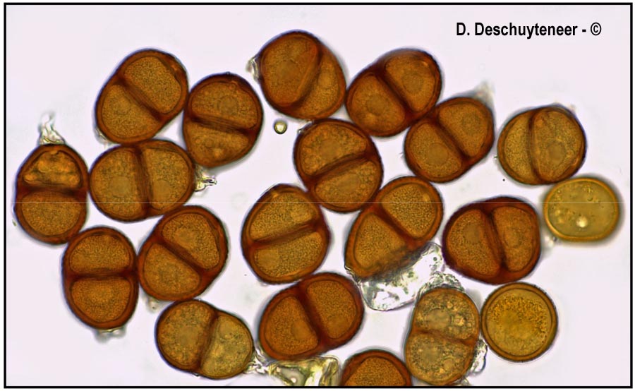 Puccinia cyani