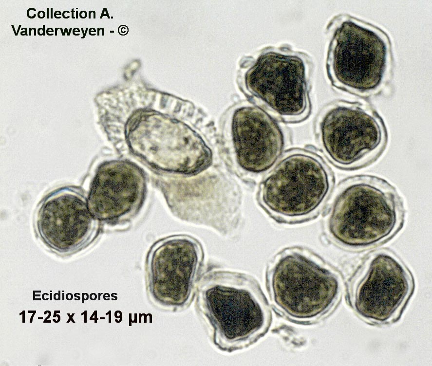 Puccinia dioicae