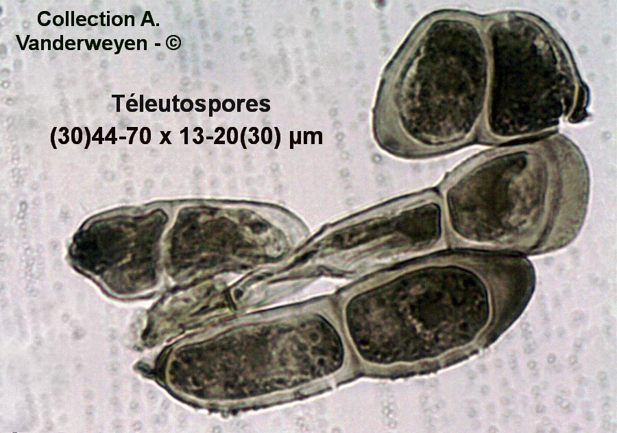 Puccinia dispersa