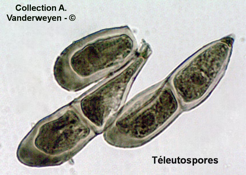 Puccinia dispersa