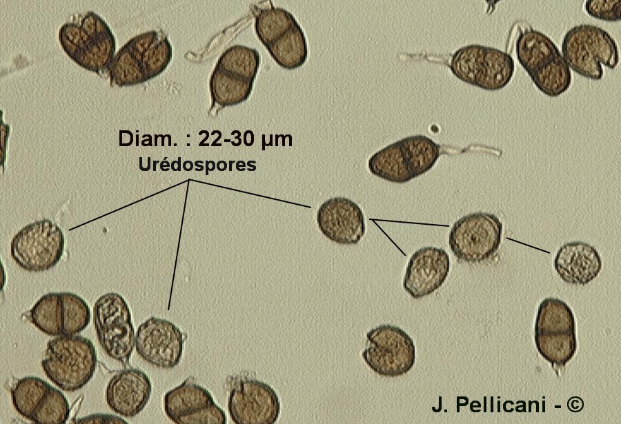 Puccinia echinopis