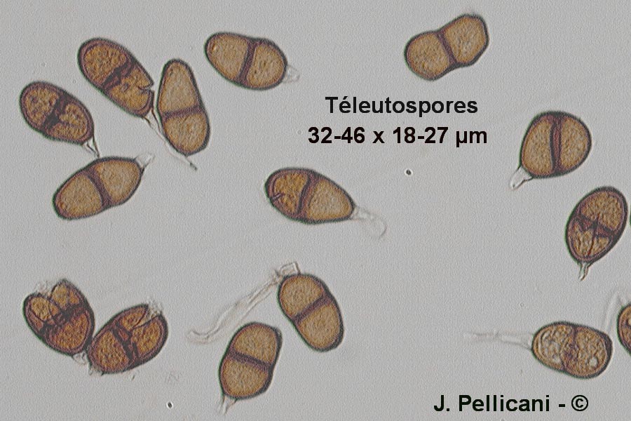 Puccinia echinopis