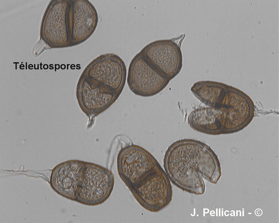 Puccinia echinopis