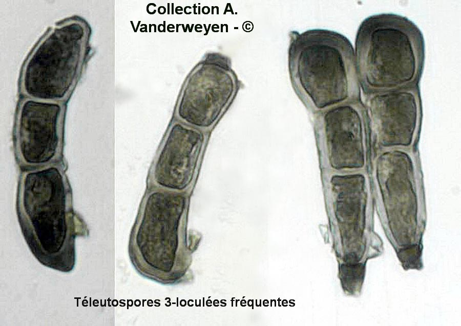 Puccinia elymi