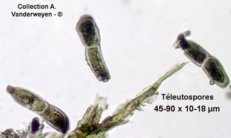 Puccinia elymi