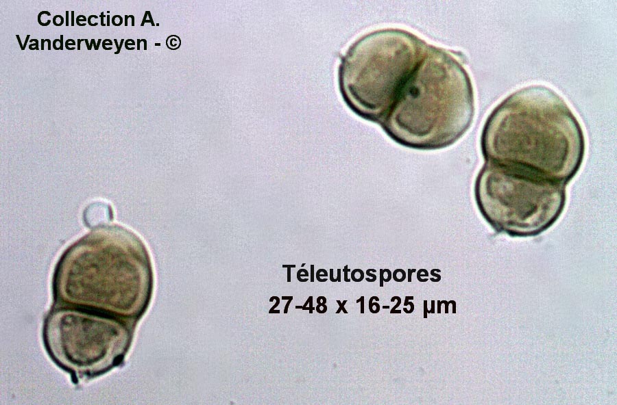 Puccinia epilobii