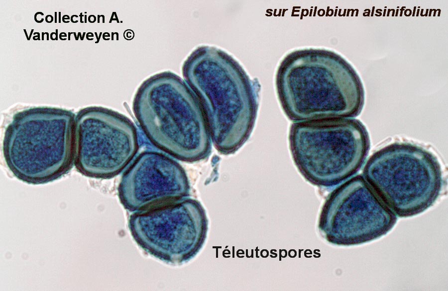 Puccinia epilobii