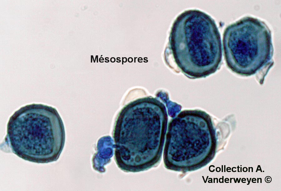 Puccinia epilobii