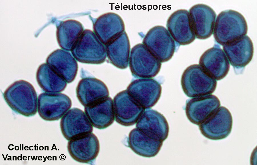 Puccinia epilobii