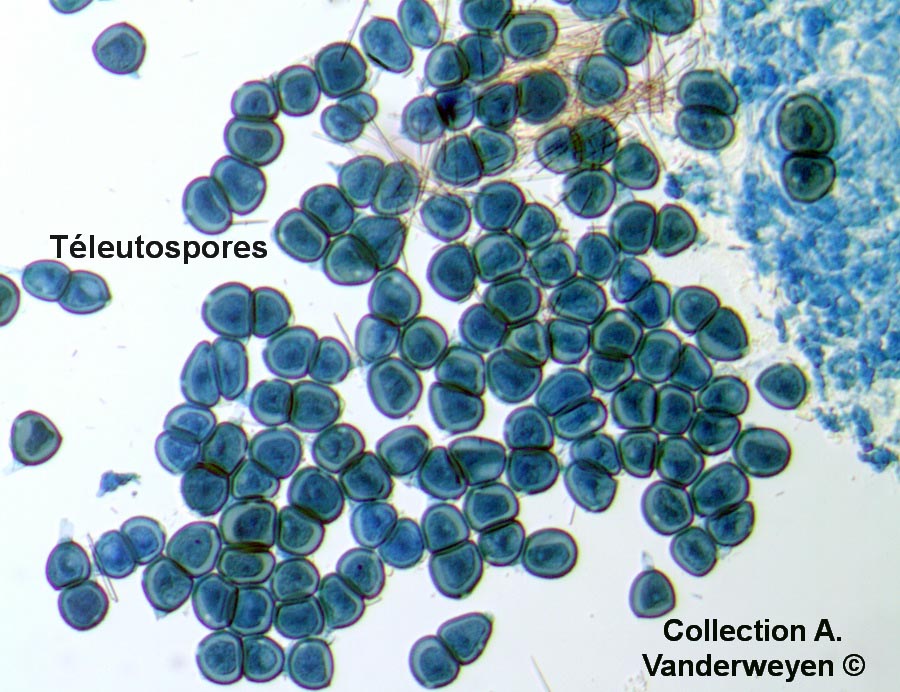 Puccinia epilobii