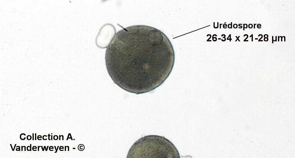 Puccinia eryngii