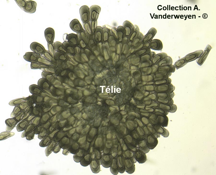 Puccinia extensicola