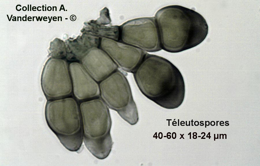 Puccinia extensicola