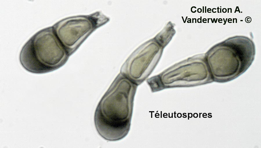 Puccinia extensicola