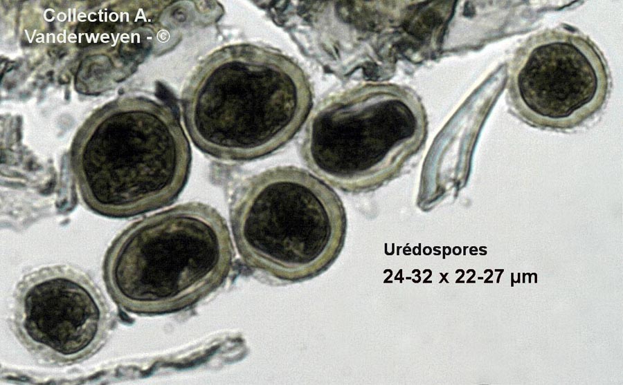 Puccinia festucae