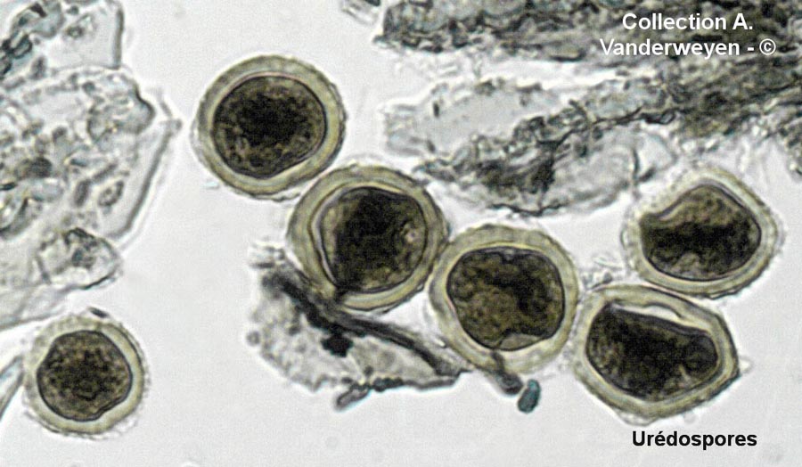 Puccinia festucae