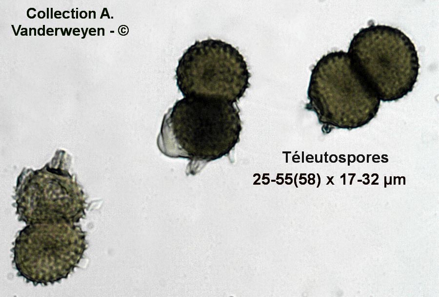 Tranzschelia anemones