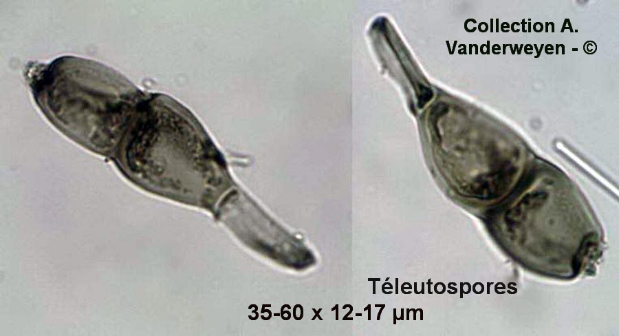 Puccinia galii-verni