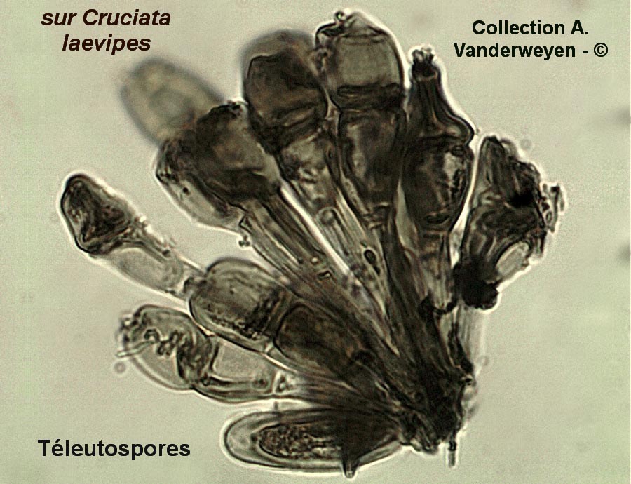 Puccinia galii-verni