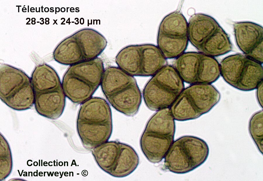 Puccinia gentianae