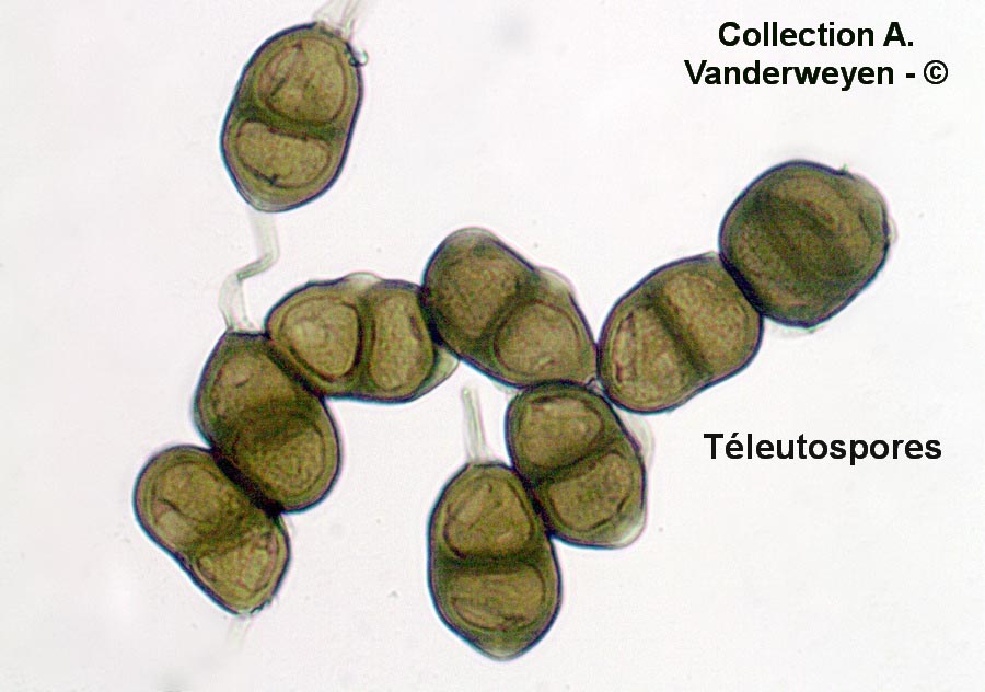 Puccinia gentianae