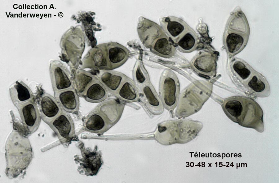 Puccinia glechomatis