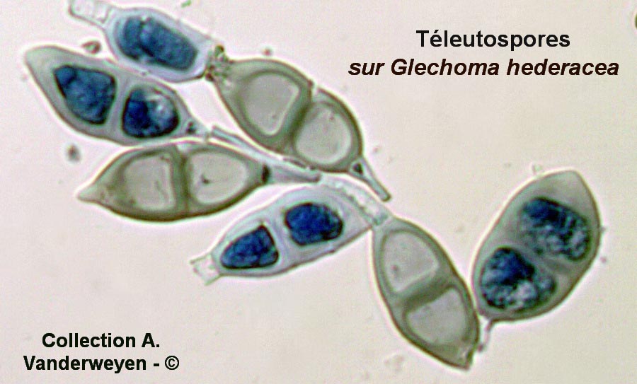 Puccinia glechomatis