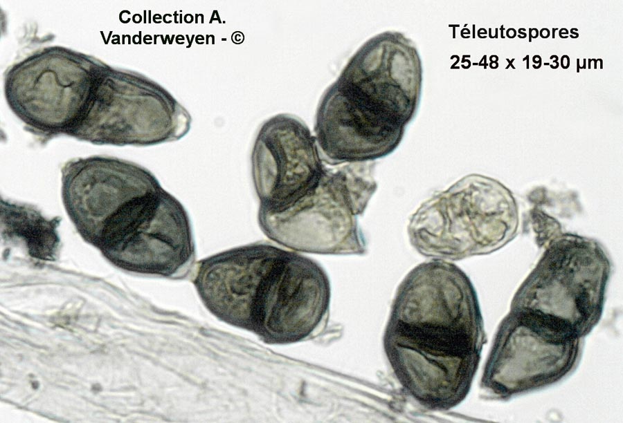 Puccinia glomerata