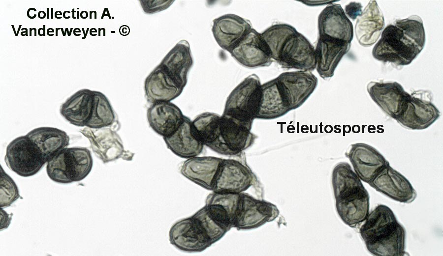 Puccinia glomerata