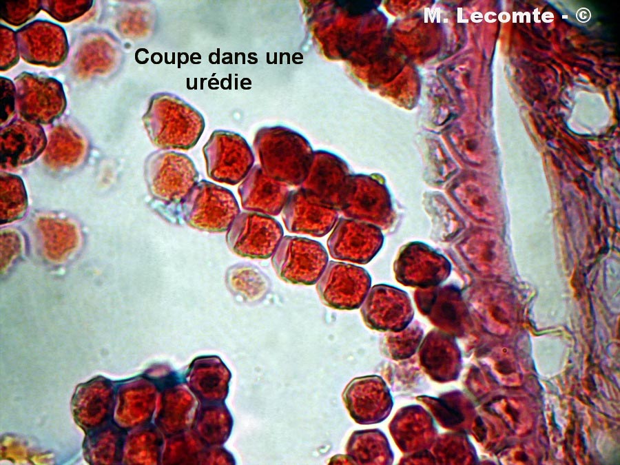 Puccinia graminis