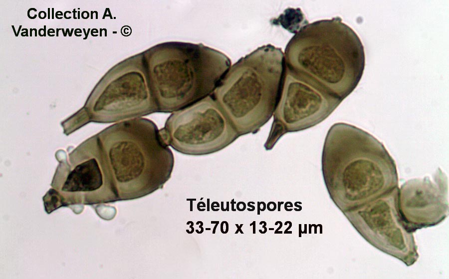 Puccinia graminis