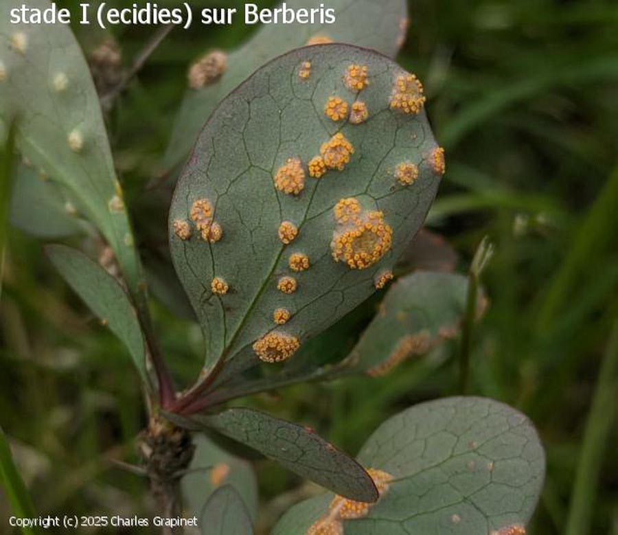 Puccinia graminis